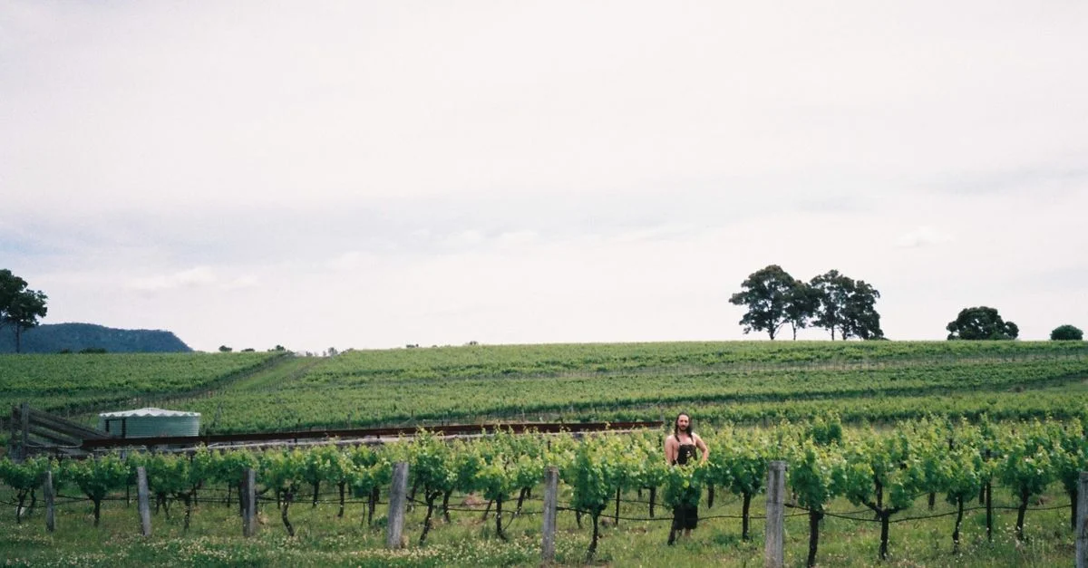 Une vue panoramique d'un vignoble avec une personne se tenant parmi les vignes dans une zone rurale du NSW, Australie.
