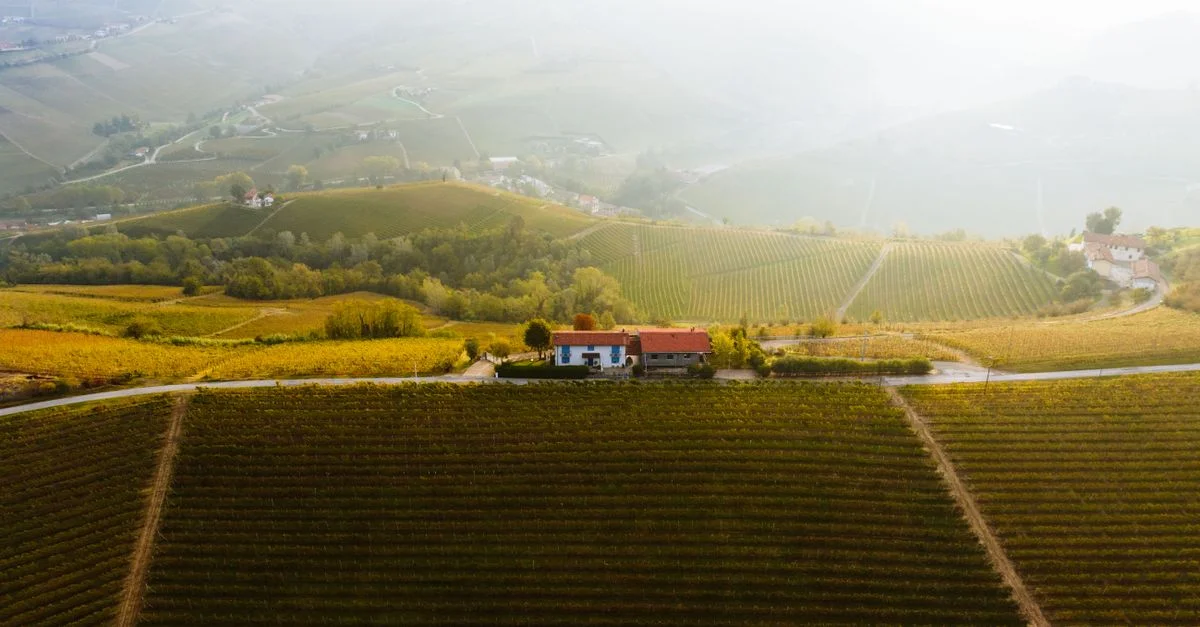 Superbe vue aérienne des vignobles luxuriants d'Alba au coucher de soleil doré, mettant en valeur la campagne du Piémont en Italie.